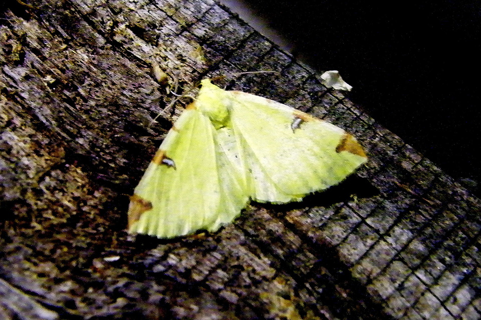Opisthograptis luteolata - citromsárga araszoló