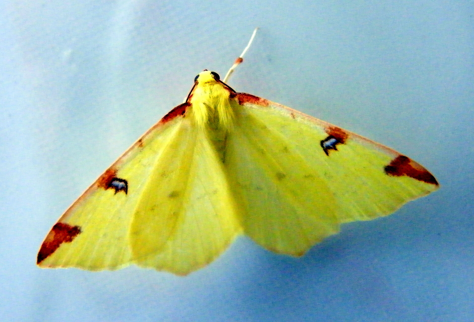 Opisthograptis luteolata - citromsárga araszoló