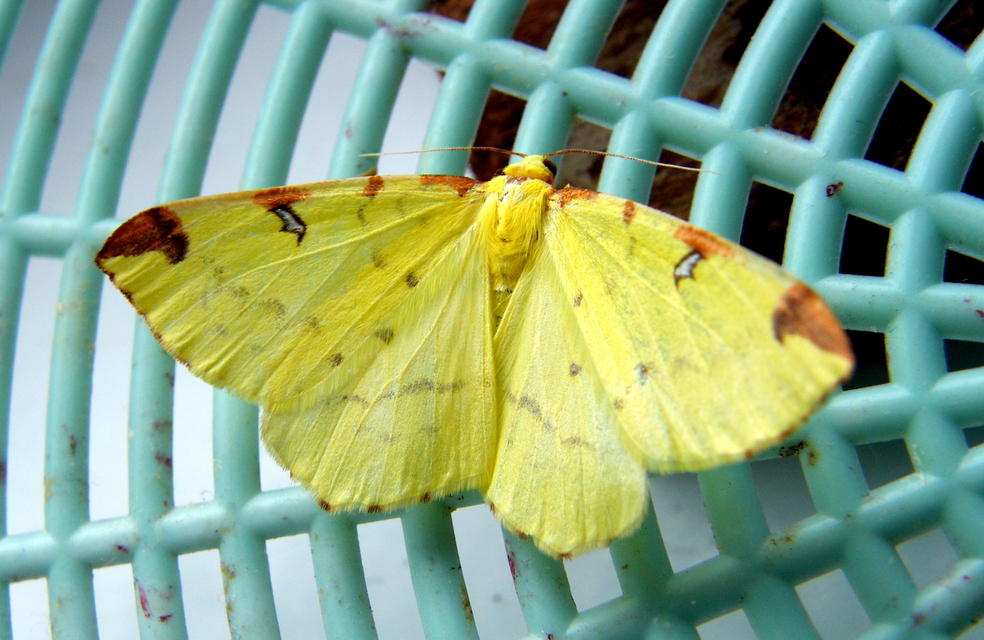 Opisthograptis luteolata - citromsárga araszoló