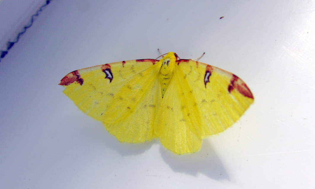 Opisthograptis luteolata - citromsárga araszoló