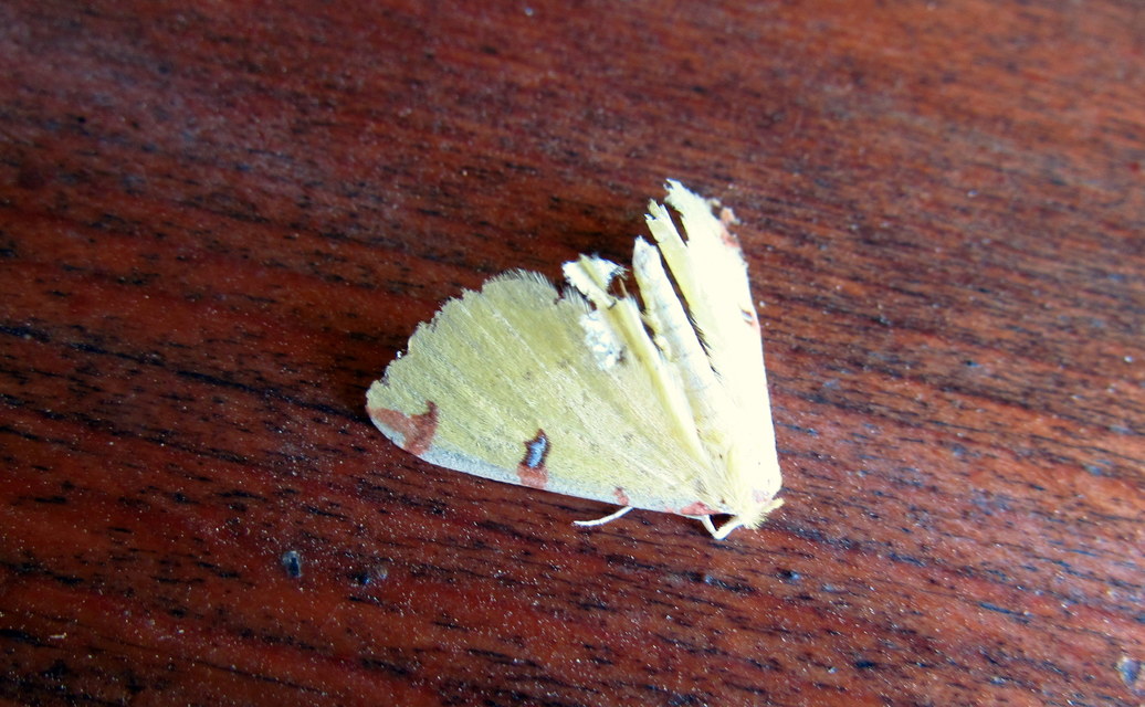 Opisthograptis luteolata - citromsárga araszoló