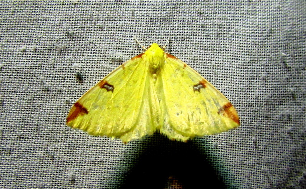 Opisthograptis luteolata - citromsárga araszoló