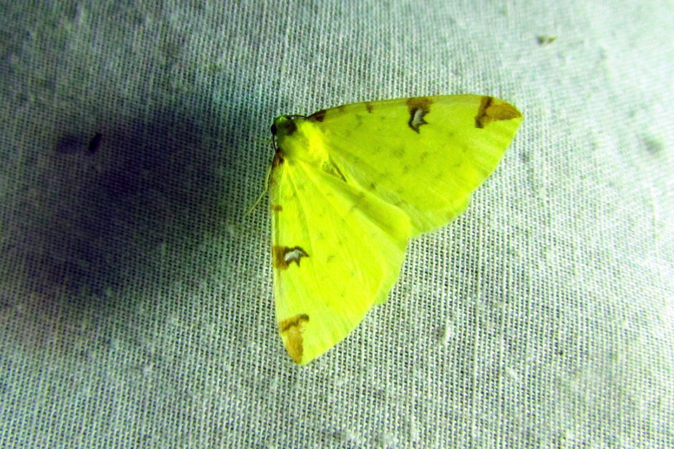 Opisthograptis luteolata - citromsárga araszoló