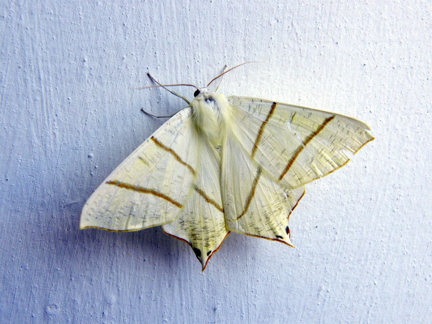 Ourapteryx sambucaria - fecskefarkú araszoló