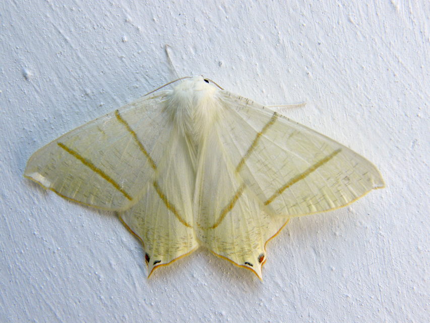 Ourapteryx sambucaria - fecskefarkú araszoló