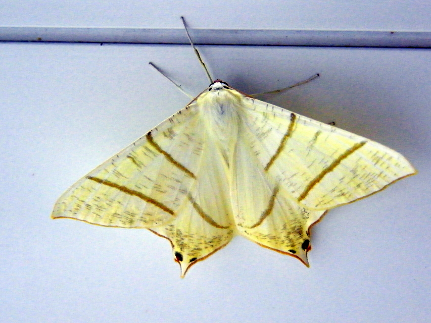 Ourapteryx sambucaria - fecskefarkú araszoló