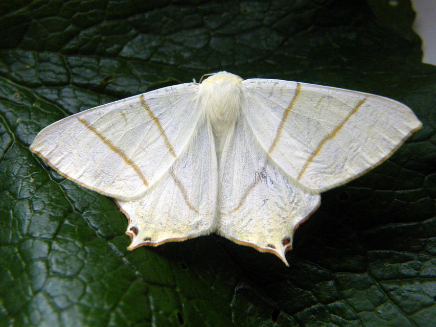 Ourapteryx sambucaria - fecskefarkú araszoló