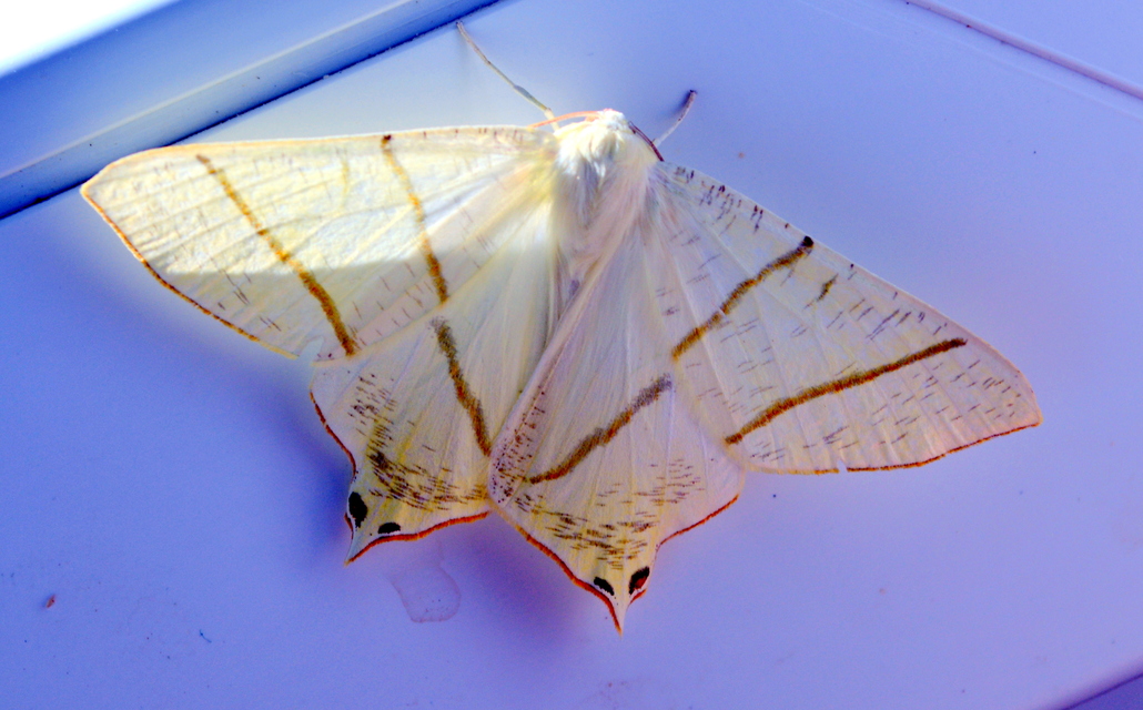 Ourapteryx sambucaria - fecskefarkú araszoló