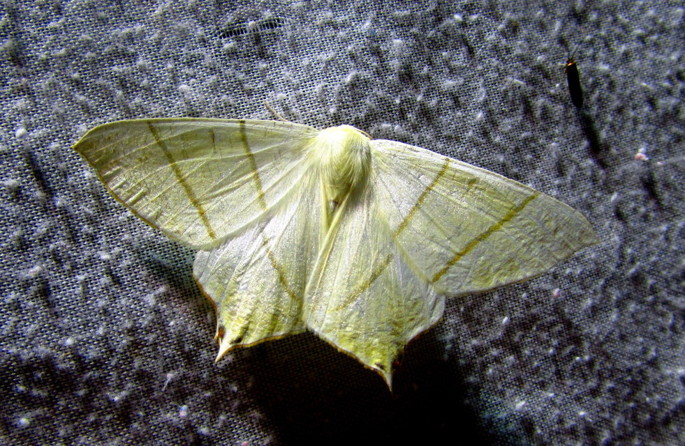 Ourapteryx sambucaria - fecskefarkú araszoló