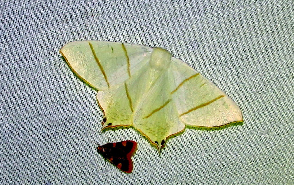 Ourapteryx sambucaria - fecskefarkú araszoló