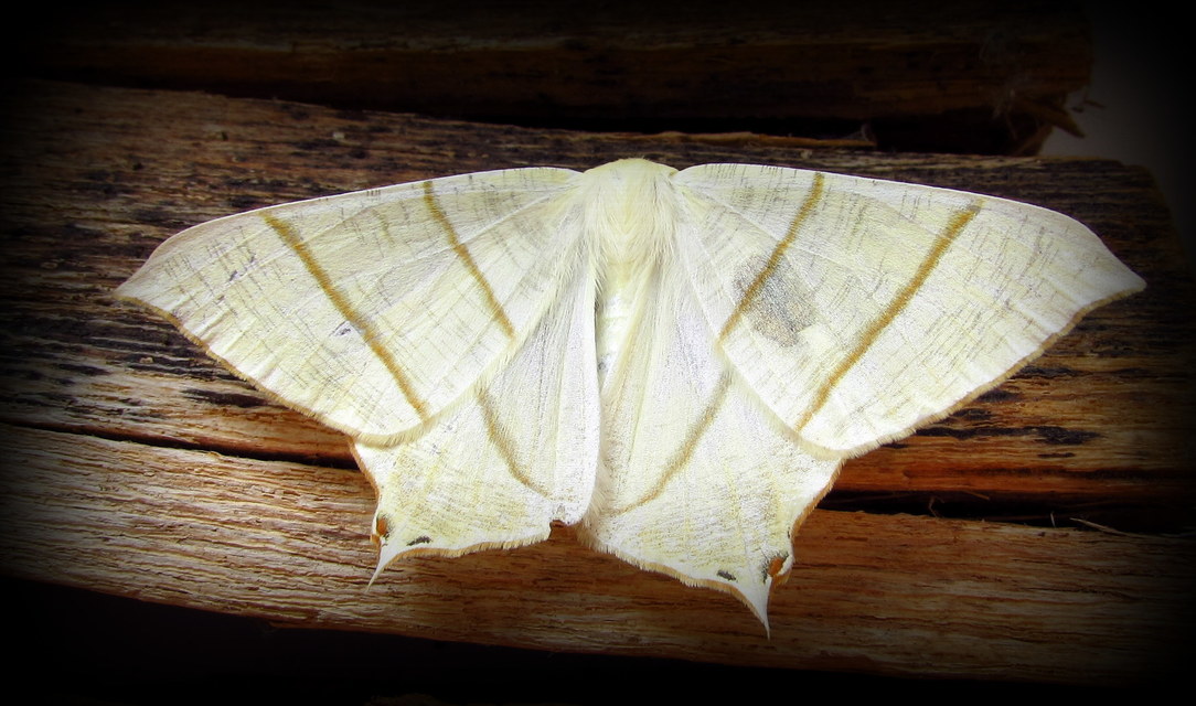 Ourapteryx sambucaria - fecskefarkú araszoló