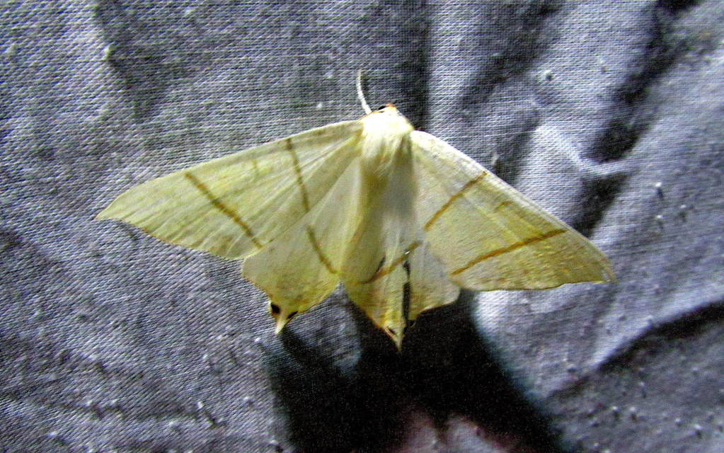 Ourapteryx sambucaria - fecskefarkú araszoló