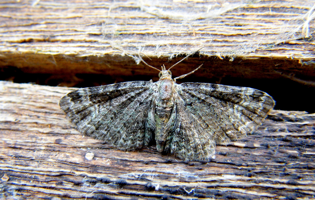 Pasiphila rectangulata - almavirág-araszoló