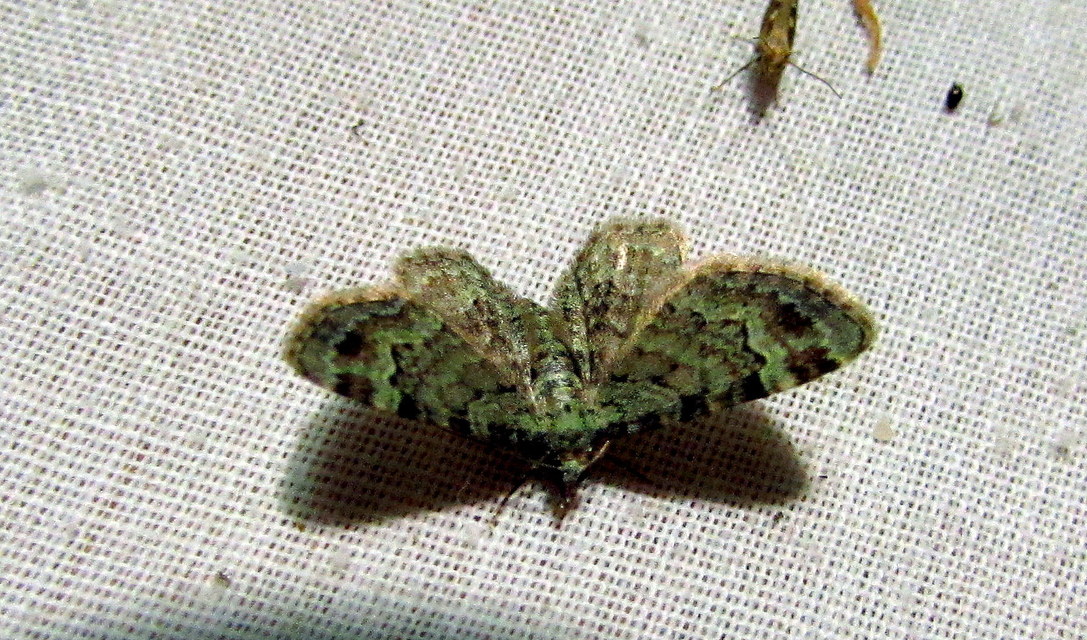 Pasiphila rectangulata - almavirág-araszoló