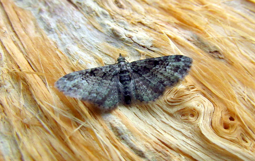 Pasiphila rectangulata - almavirág-araszoló