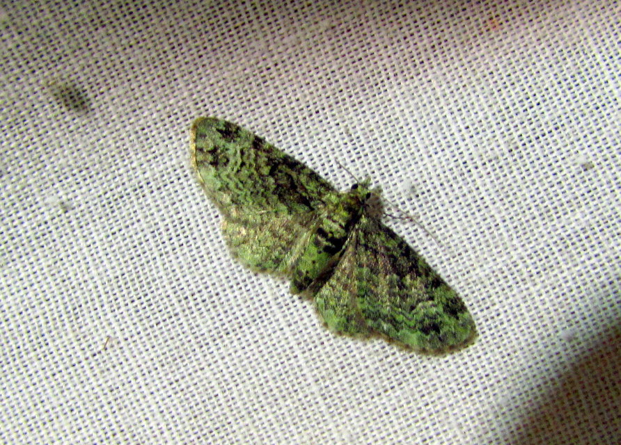 Pasiphila rectangulata - almavirág-araszoló