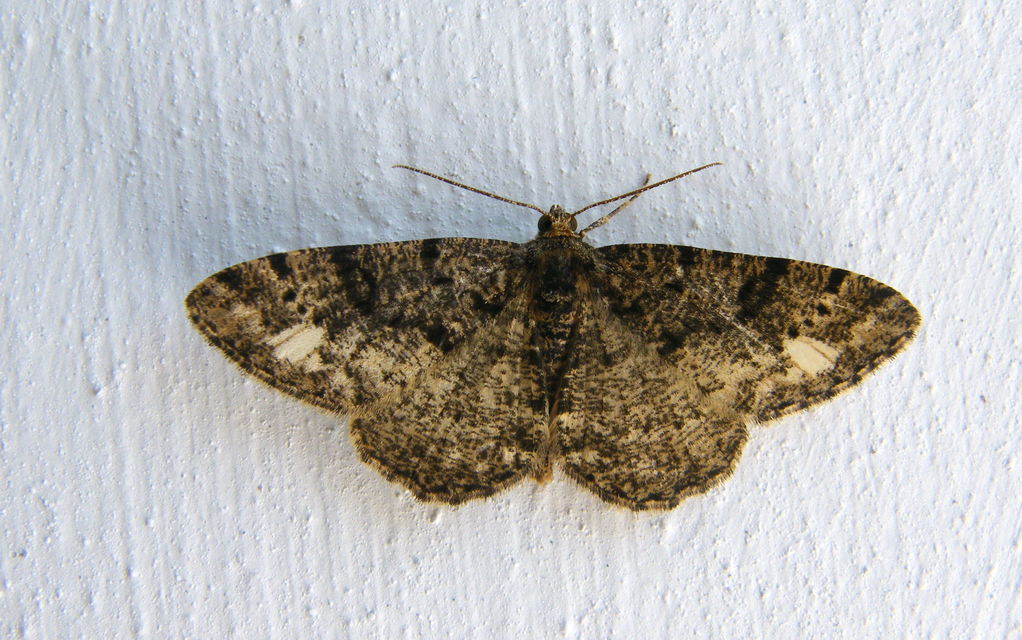 Parectropis similaria - barna zuzmóaraszoló