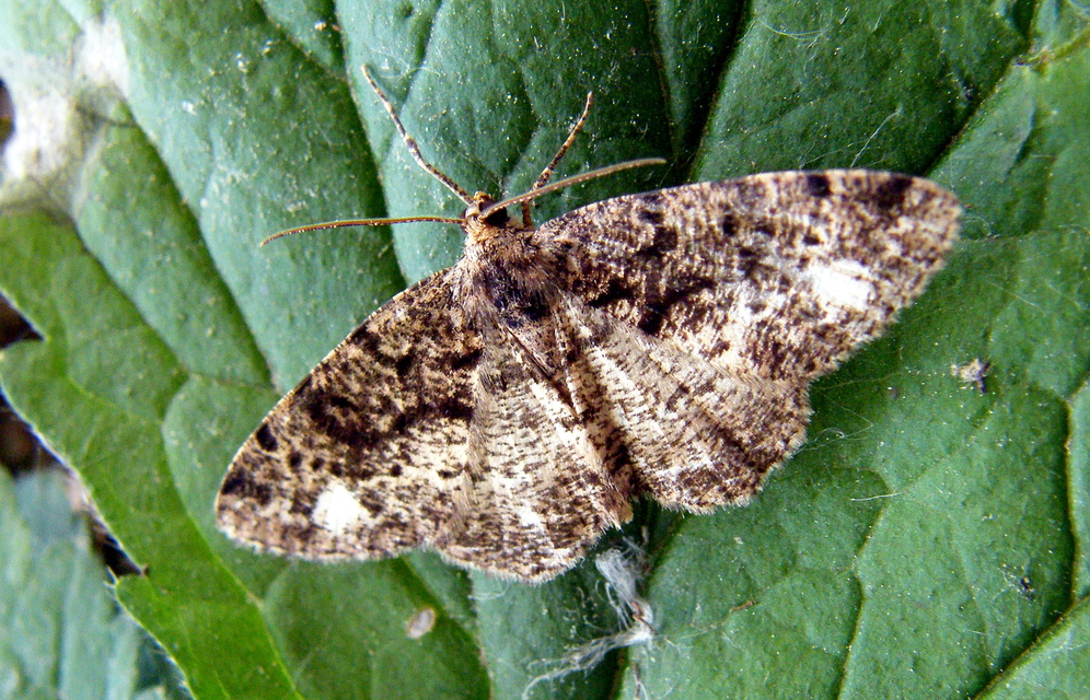 Parectropis similaria - barna zuzmóaraszoló