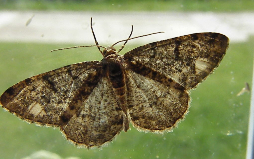 Parectropis similaria - barna zuzmóaraszoló