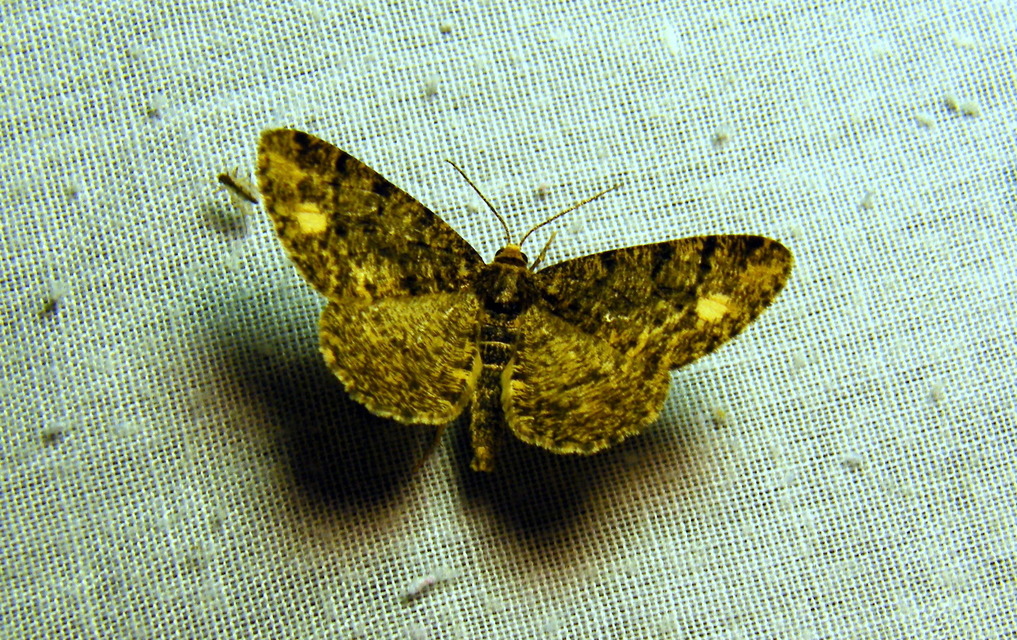 Parectropis similaria - barna zuzmóaraszoló