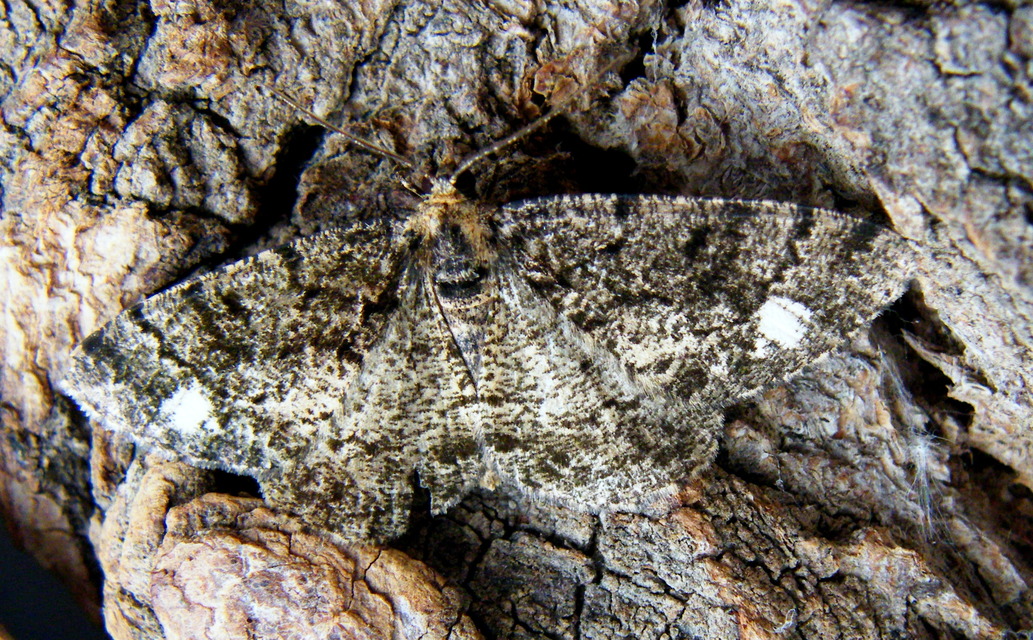 Parectropis similaria - barna zuzmóaraszoló