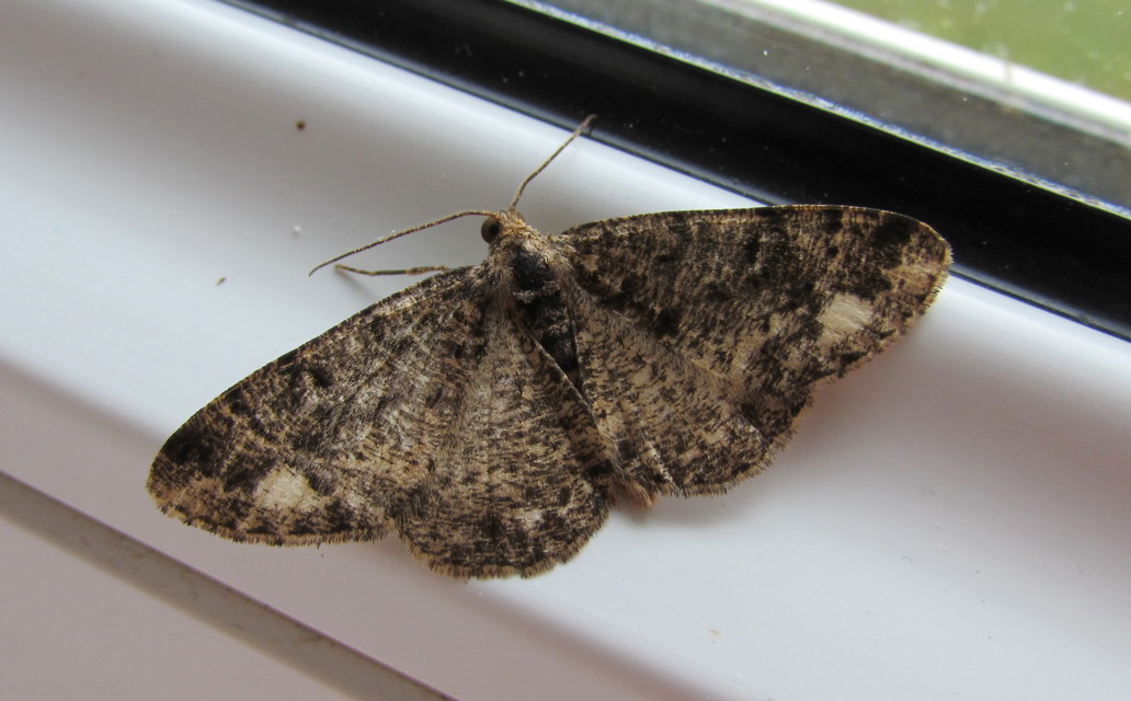 Parectropis similaria - barna zuzmóaraszoló