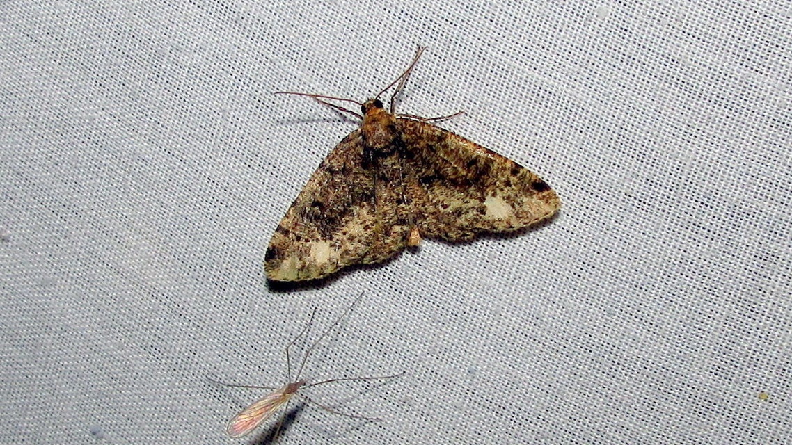 Parectropis similaria - barna zuzmóaraszoló