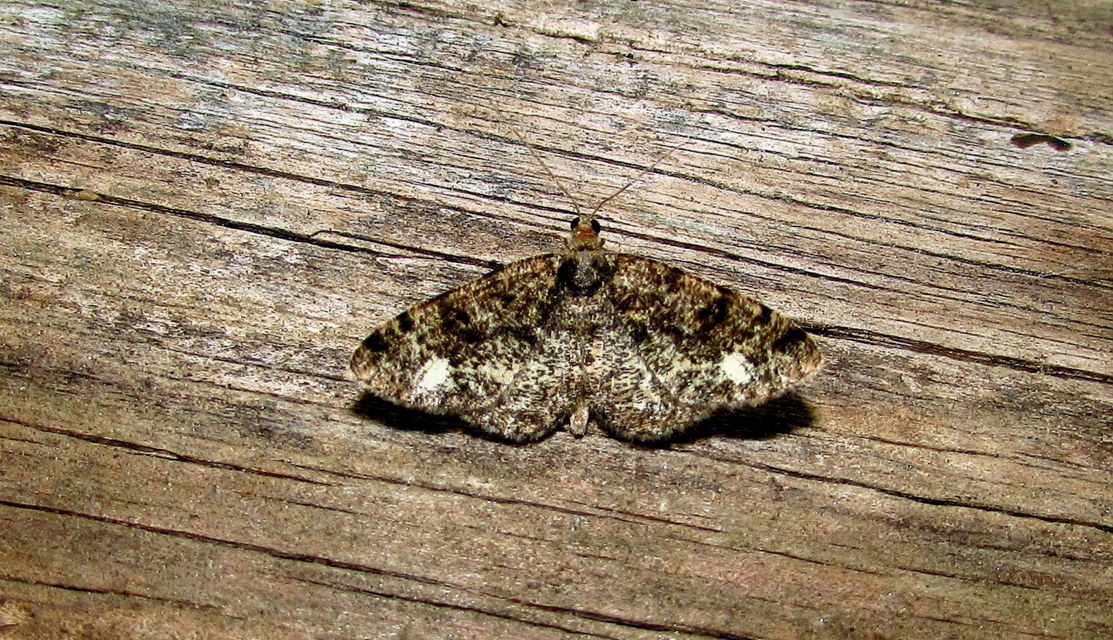 Parectropis similaria - barna zuzmóaraszoló