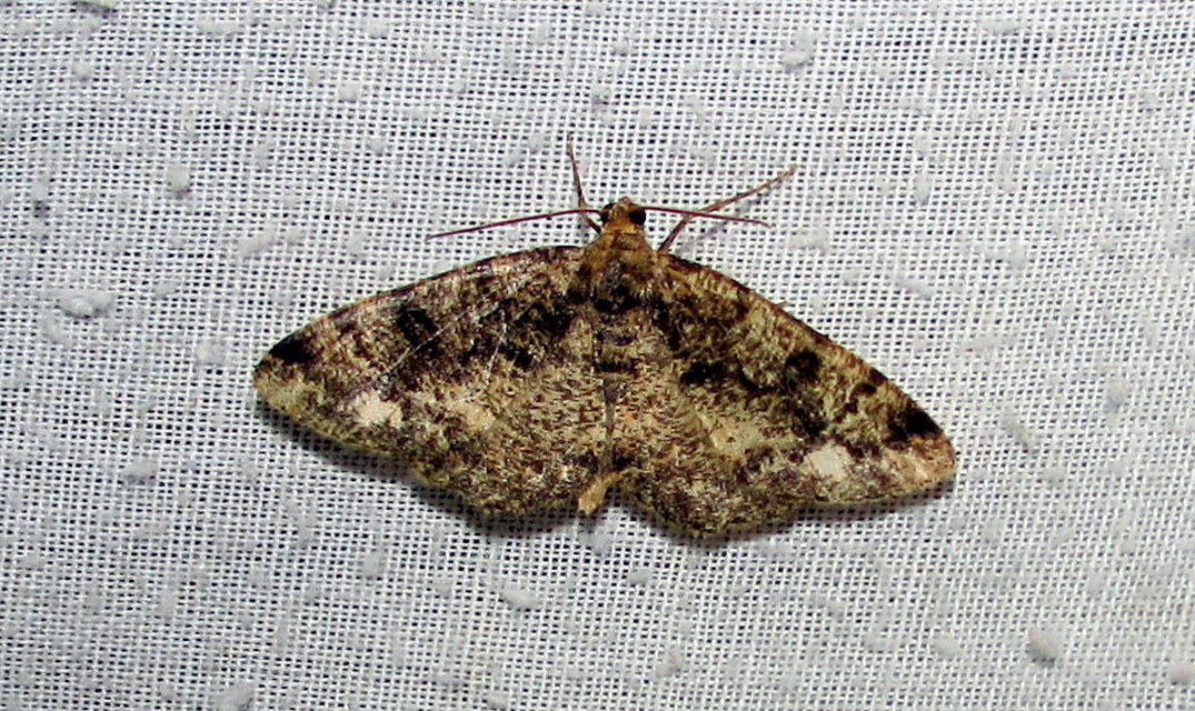 Parectropis similaria - barna zuzmóaraszoló