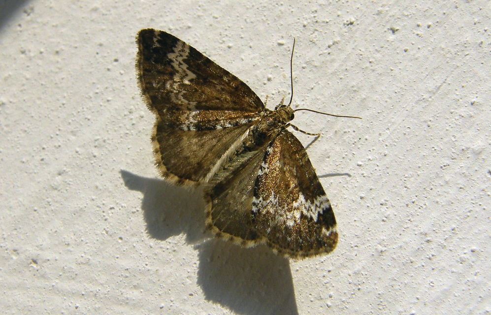 Perizoma alchemillata - árvacsalán-araszoló