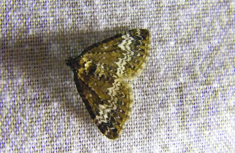 Perizoma alchemillata - árvacsalán-araszoló
