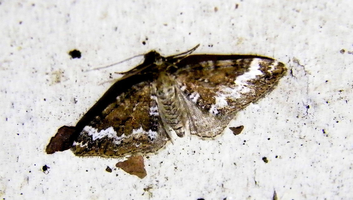 Perizoma alchemillata - árvacsalán-araszoló