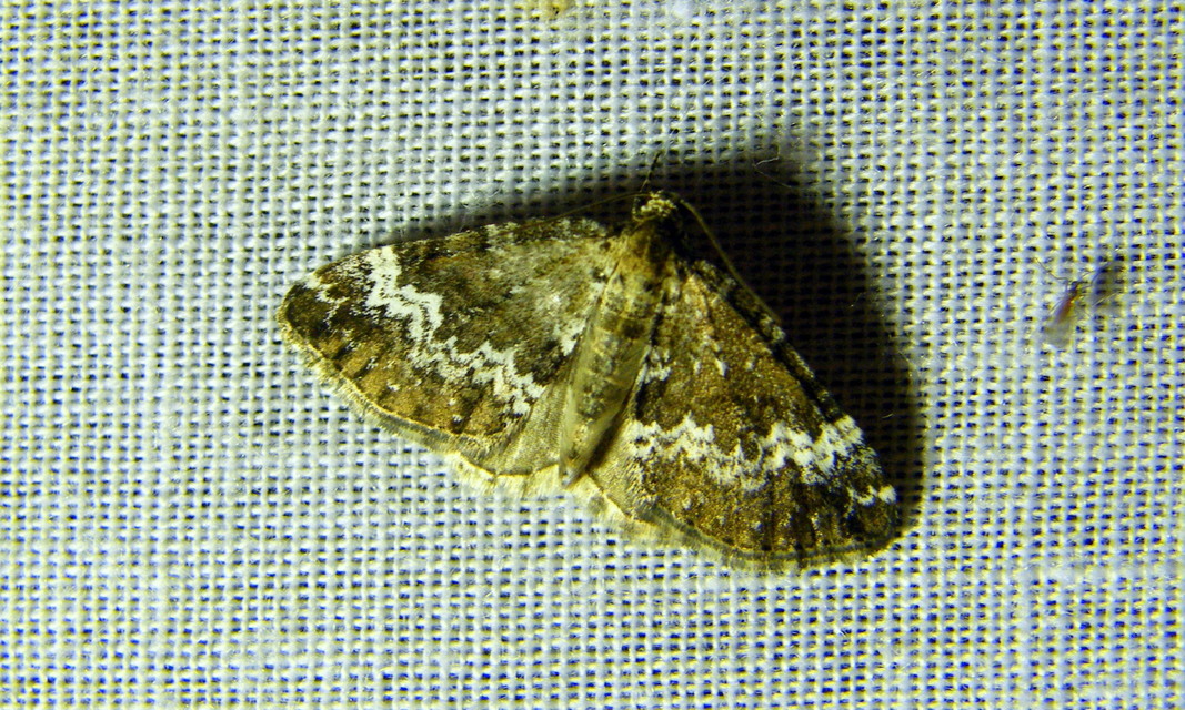 Perizoma alchemillata - árvacsalán-araszoló