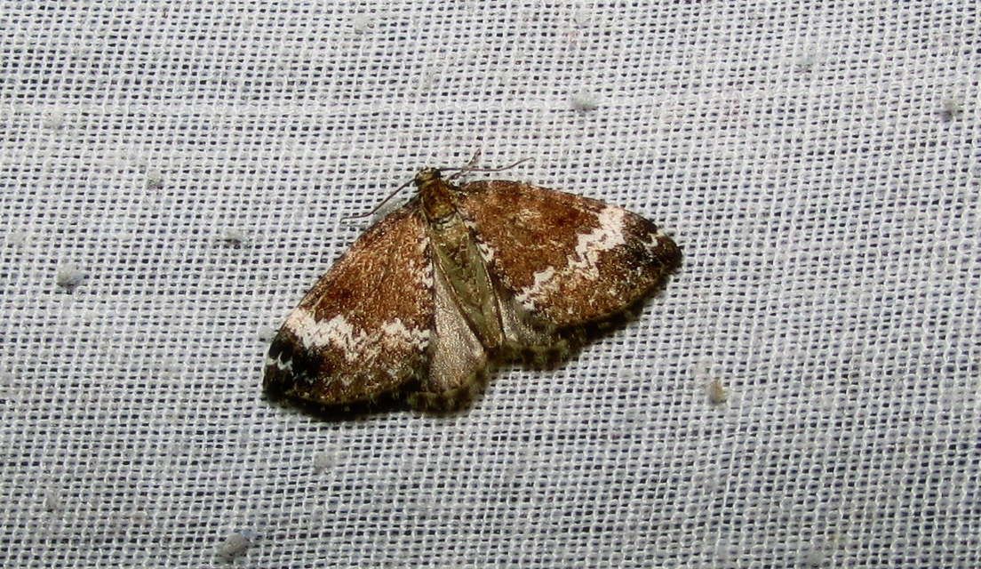 Perizoma alchemillata - árvacsalán-araszoló