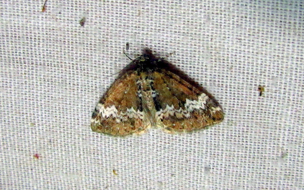 Perizoma alchemillata - árvacsalán-araszoló