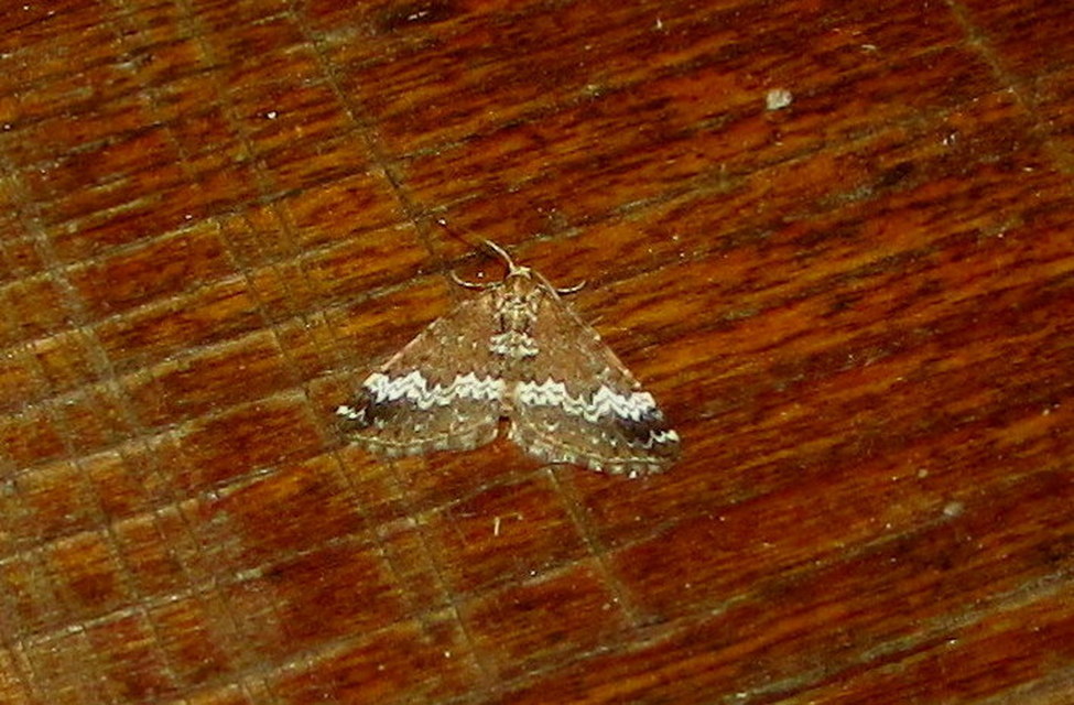 Perizoma alchemillata - árvacsalán-araszoló