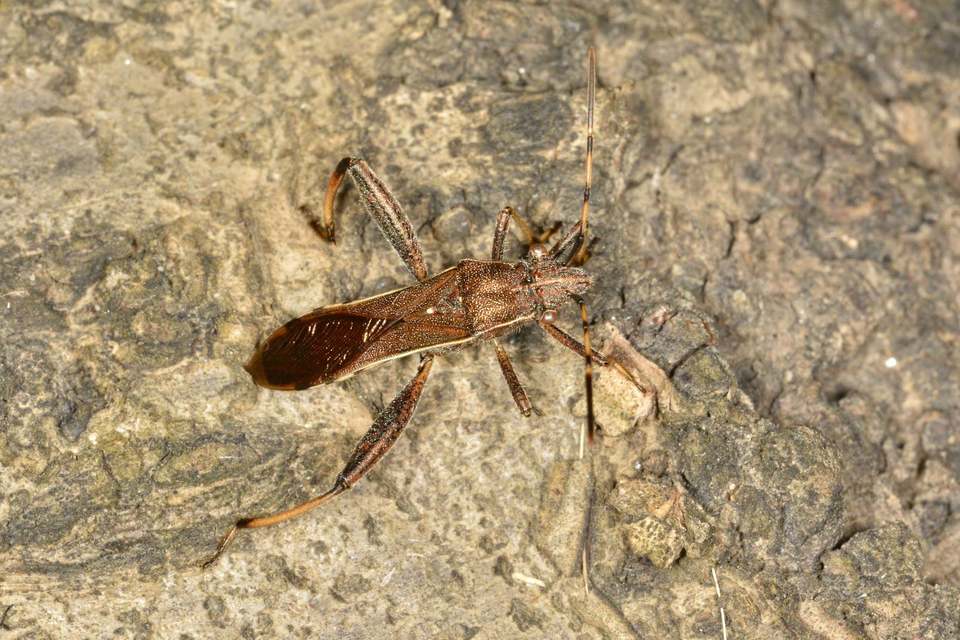 Camptopus lateralis - görbelábú karimáspoloska