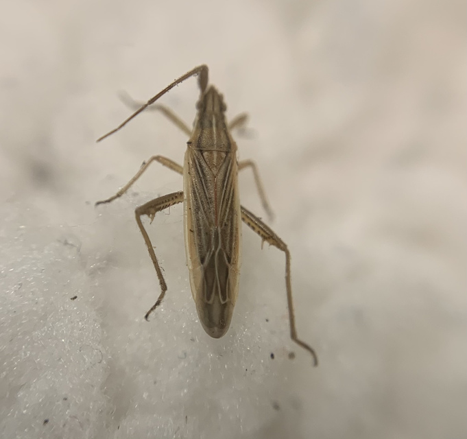 Stenodema calcarata - sarkantyús mezeipoloska
