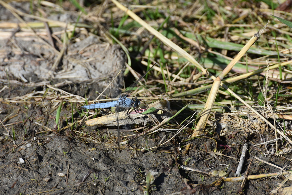 Orthetrum brunneum - pataki pásztorszitakötő