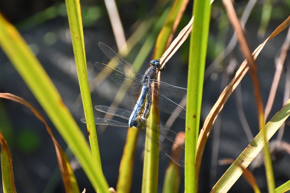 Orthetrum coerulescens - karcsú pásztorszitakötő