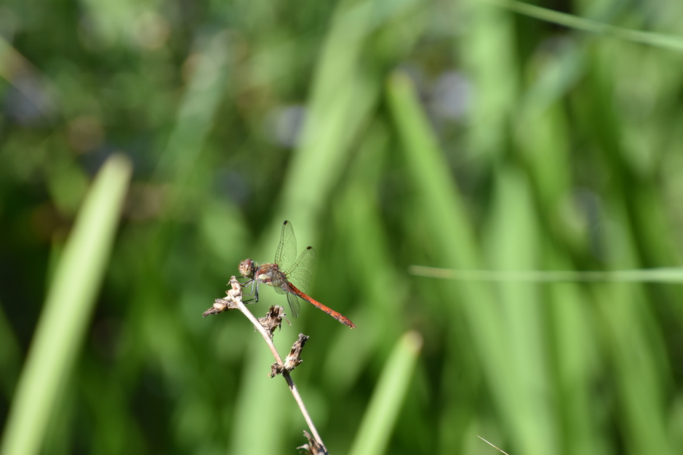 Sympetrum striolatum - harántsávos katona-szitakötő