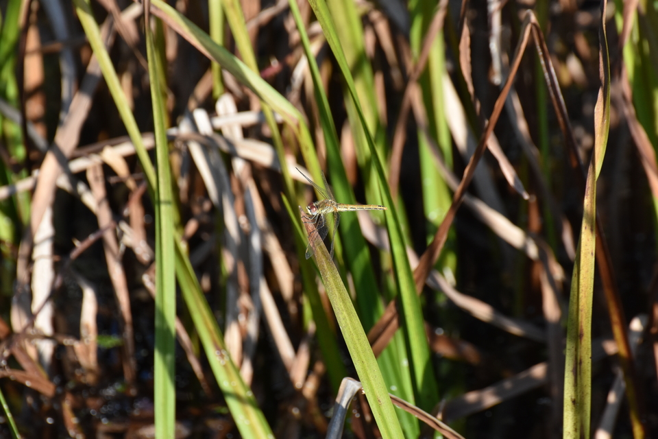 Sympetrum fonscolombii - vándor katona-szitakötő