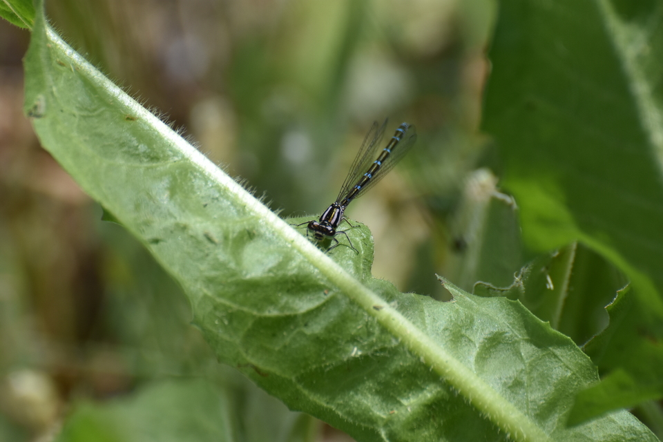 Coenagrion ornatum - díszes légivadász