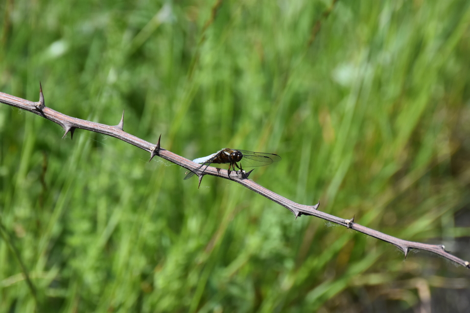 Libellula depressa - széles laposacsa