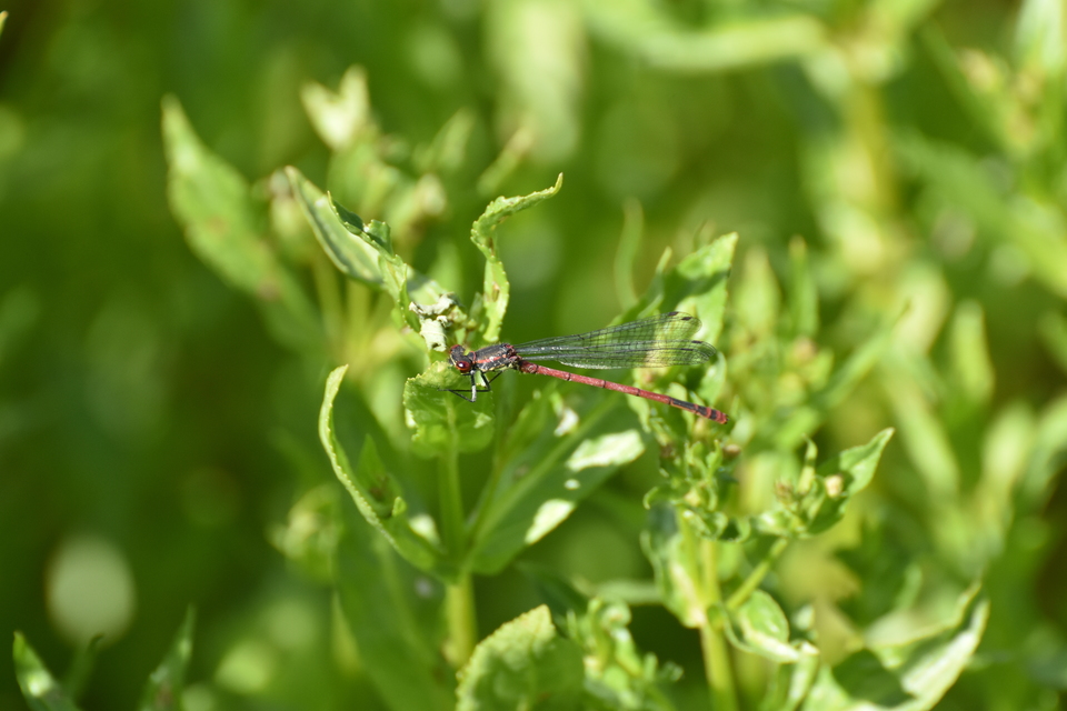 Pyrrhosoma nymphula interposita - vörös légivadász