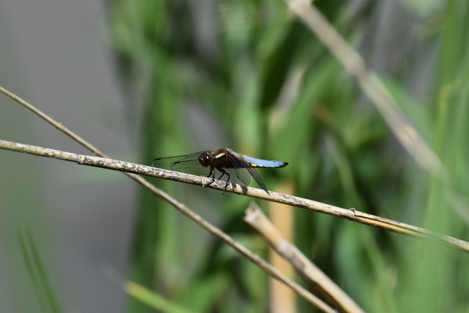 Libellula depressa - széles laposacsa