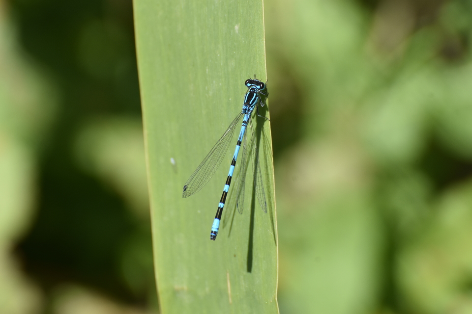 Coenagrion ornatum - díszes légivadász