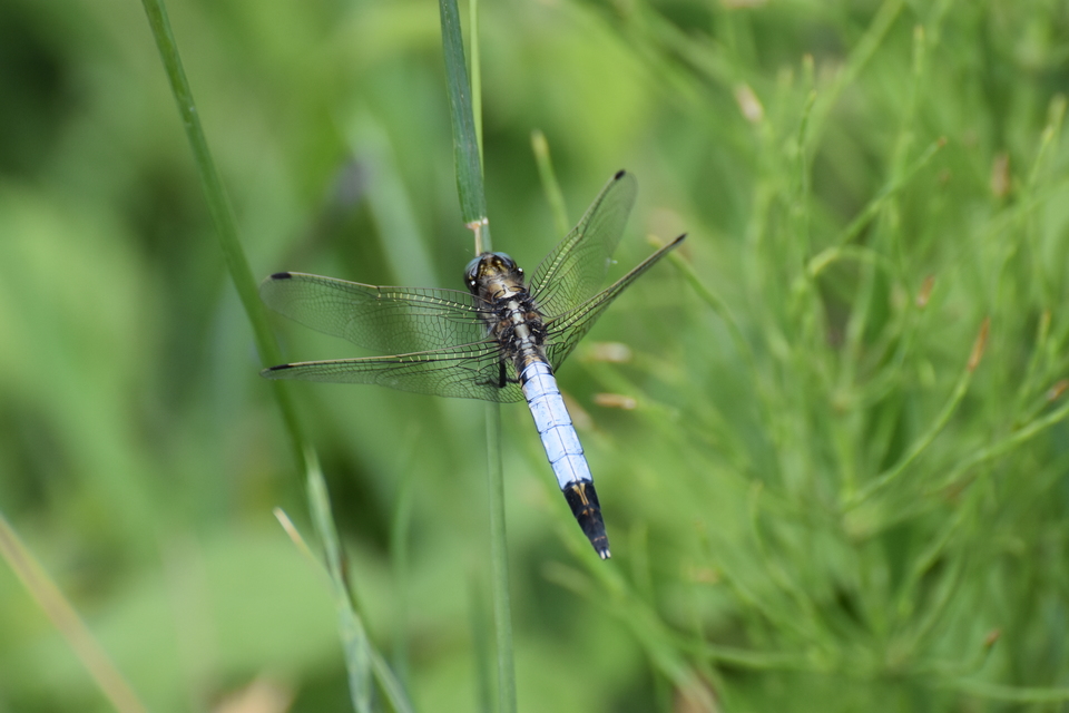 Orthetrum albistylum - fehérfarkú pásztorszitakötő