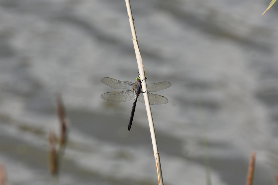 Anax parthenope - barna óriásacsa