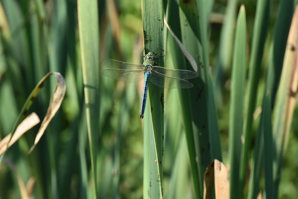 Anax imperator - zöld óriásacsa